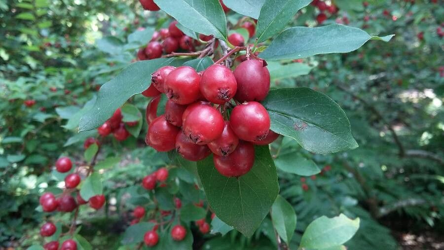 Cotoneaster hebephyllus — houseplant care guide
