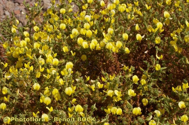 Ononis angustissima bark