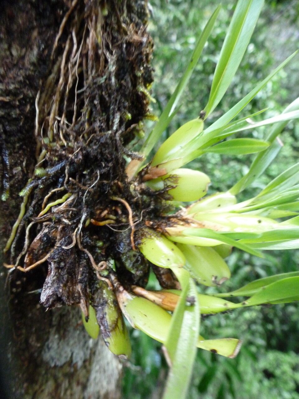 Maxillariella alba habit