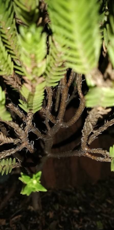 Crassula ericoides bark