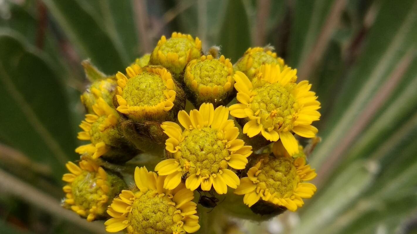 Espeletia corymbosa flower