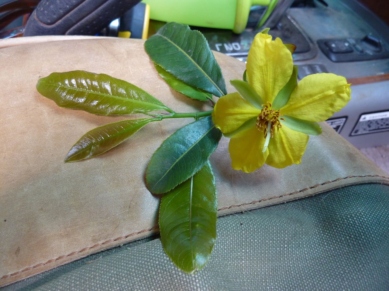 Ochna ovata other