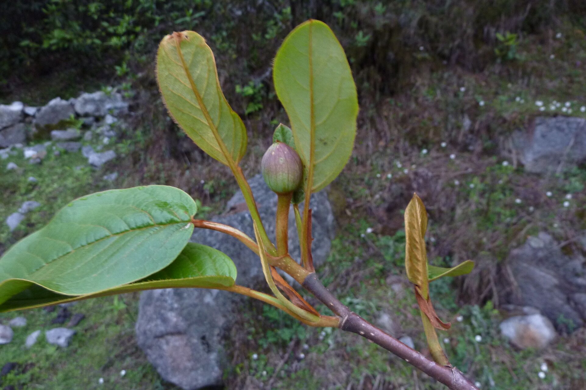 Magnolia globosa flower