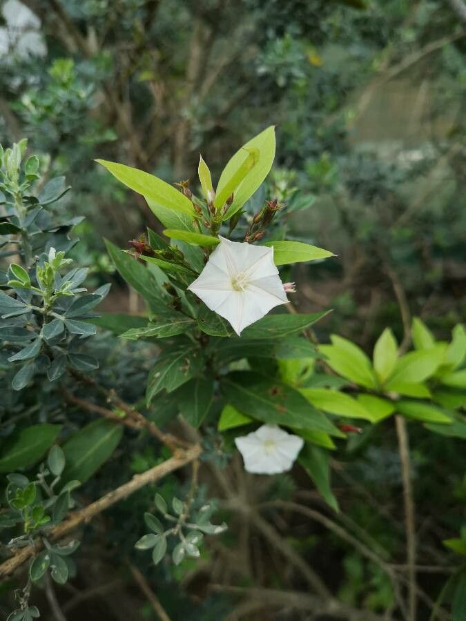 Distimake quinquefolius — houseplant care guide