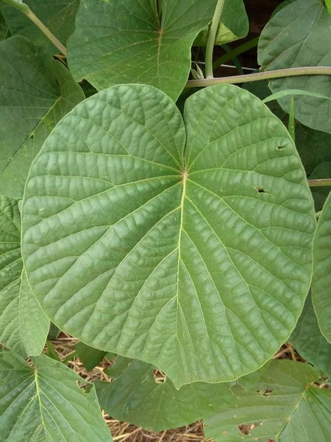 Stictocardia tiliifolia — search result for 'Perennial or annual'
