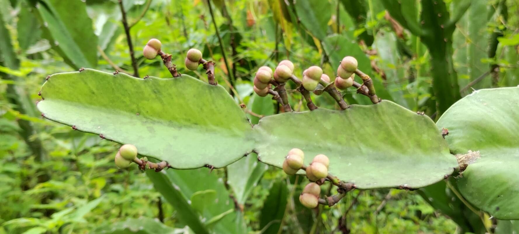 Euphorbia letestui fruit