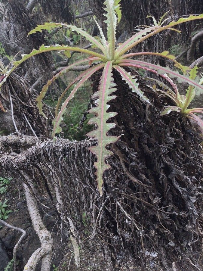Sonchus ortunoi — search result for 'Sonchus'