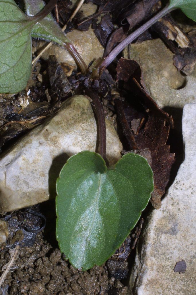 Viola septemloba habit