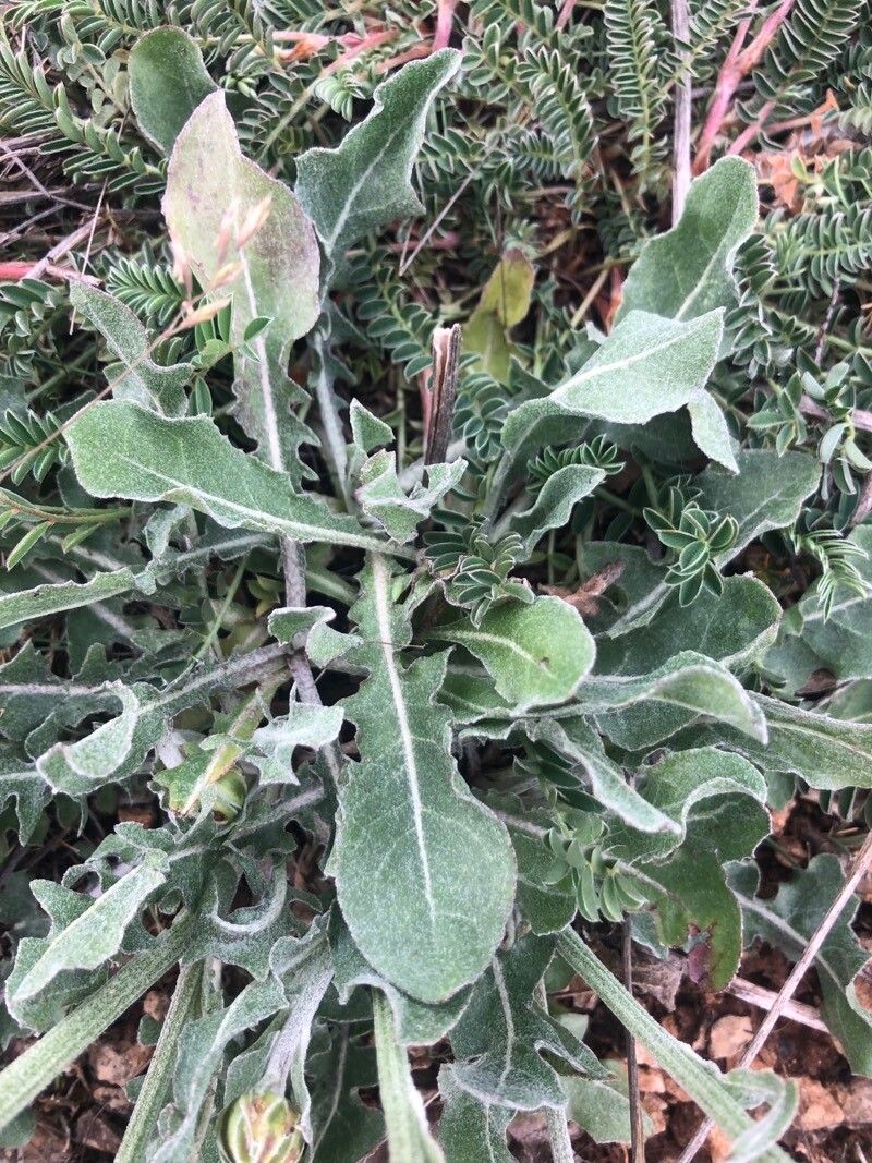 Crepis albida — related species from the same genus