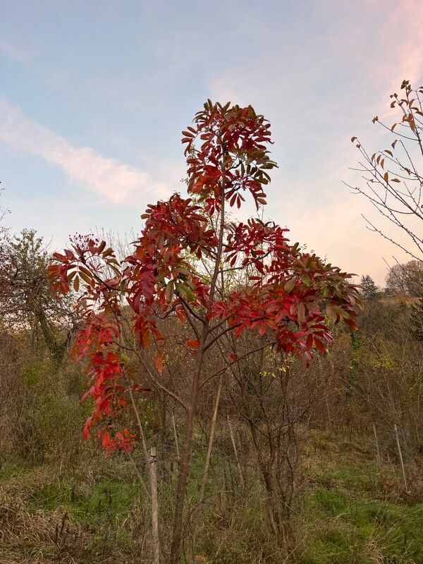 Sorbus splendens habit