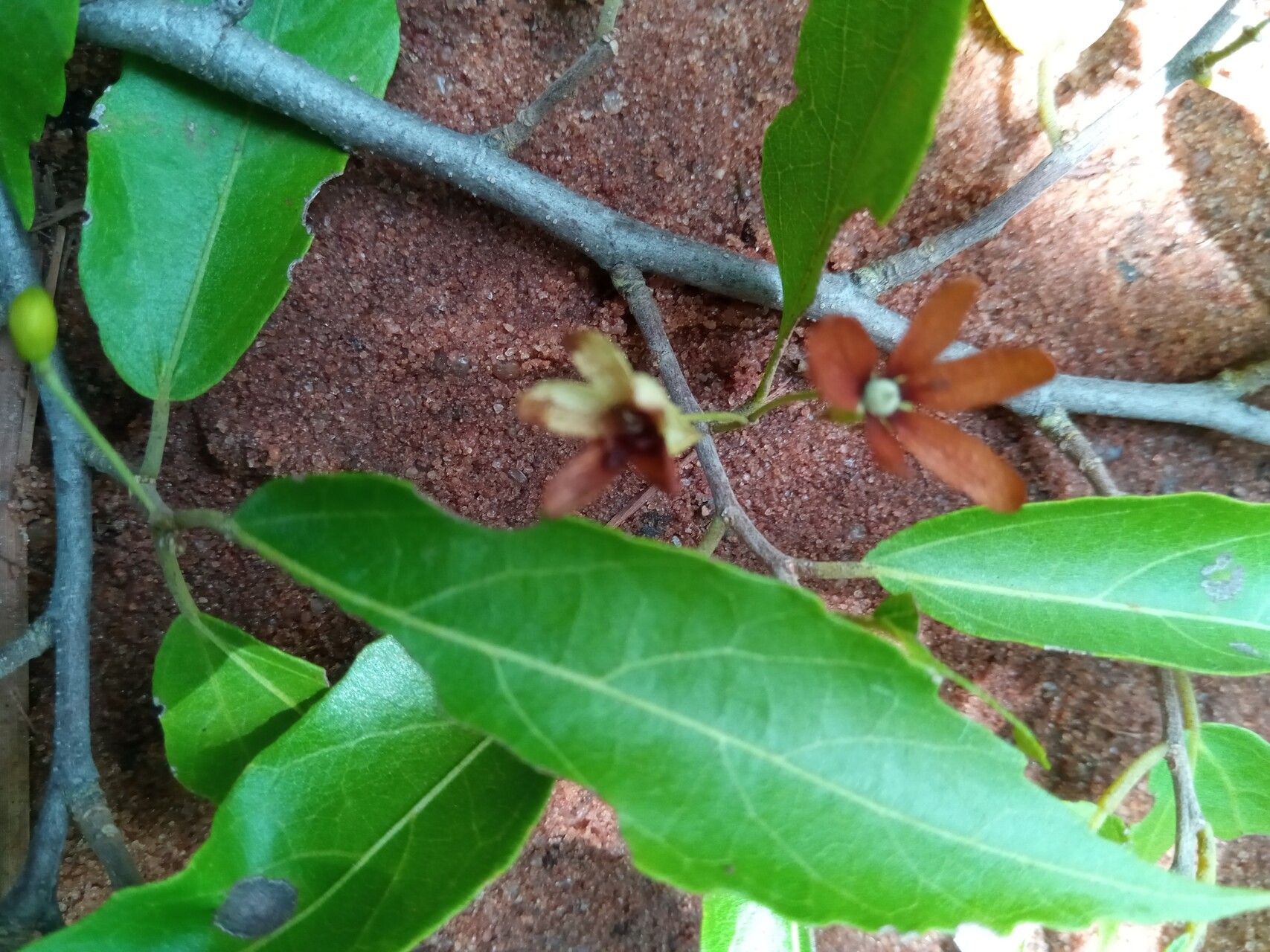 Dombeya subviscosa flower