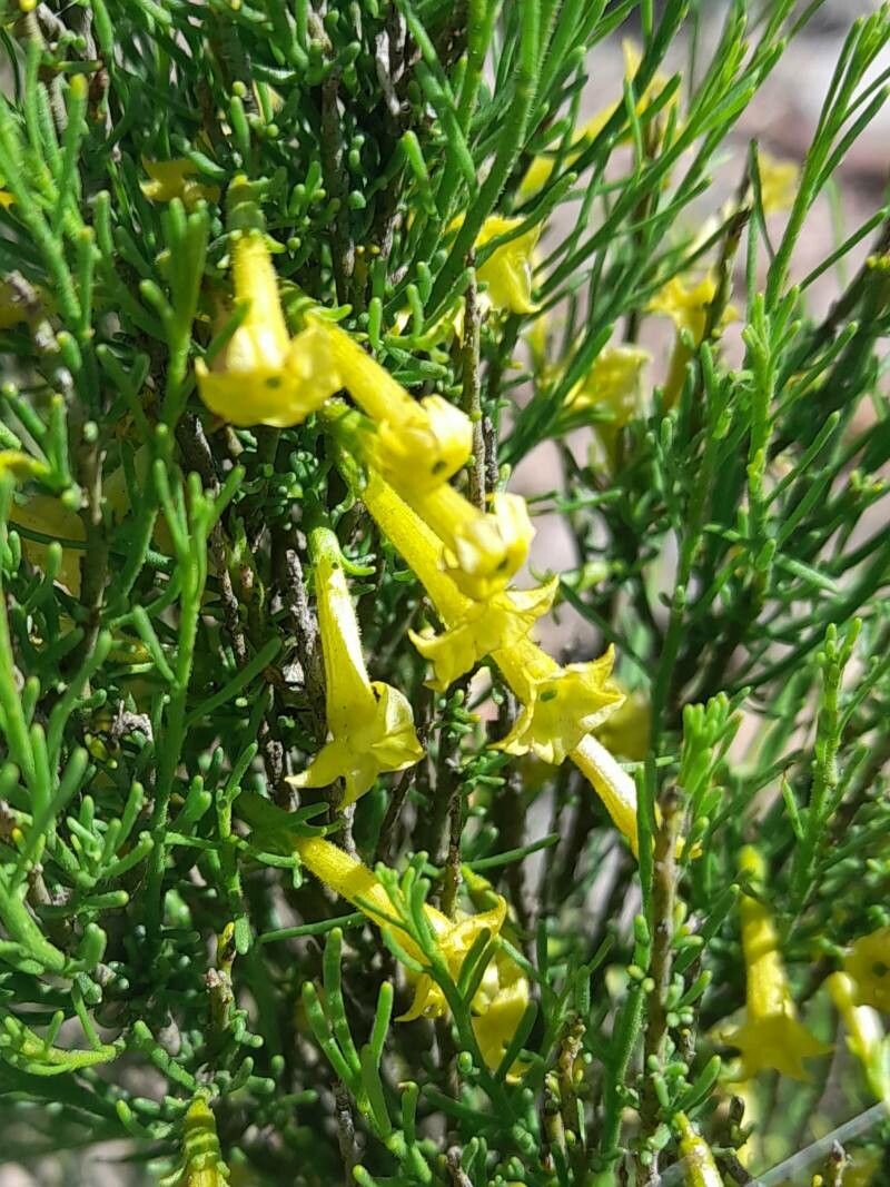 Fabiana punensis flower