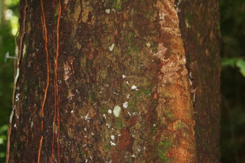 Pouteria venosa — search result for 'Pouteria'