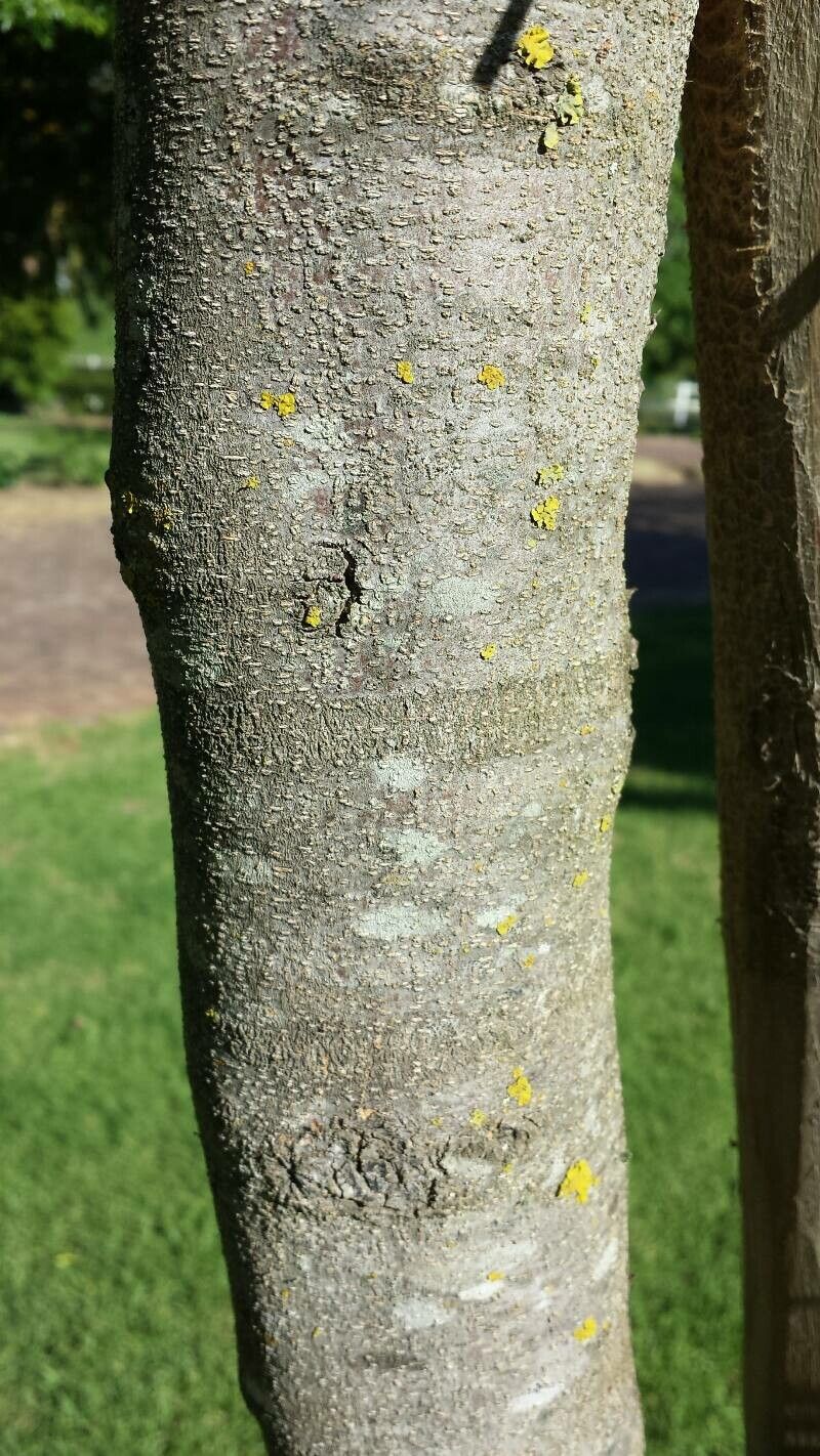 Searsia pendulina bark