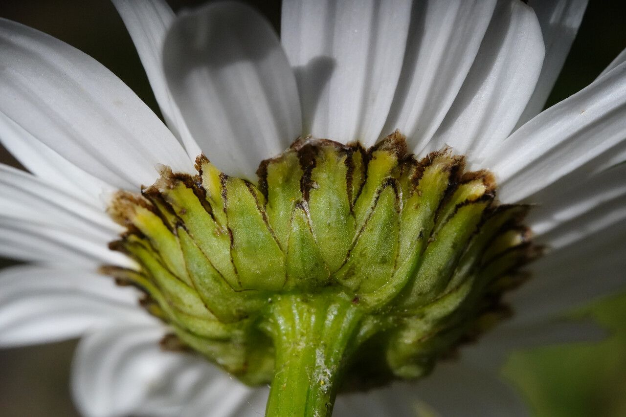 Leucanthemum subglaucum flower