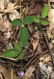 Maekawaea rhytidophylla — search result for 'New Guinea and northern Australia'