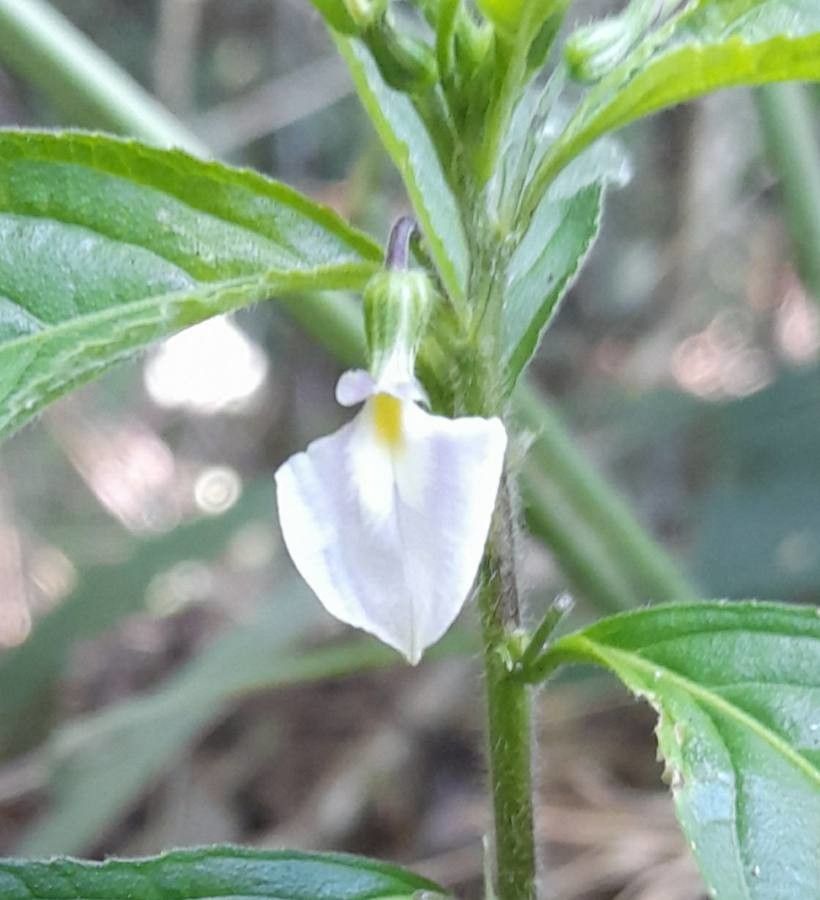 Hybanthus communis — houseplant care guide