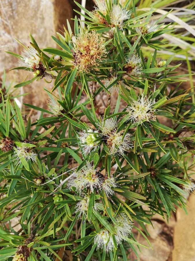 Melaleuca brongniartii — houseplant care guide