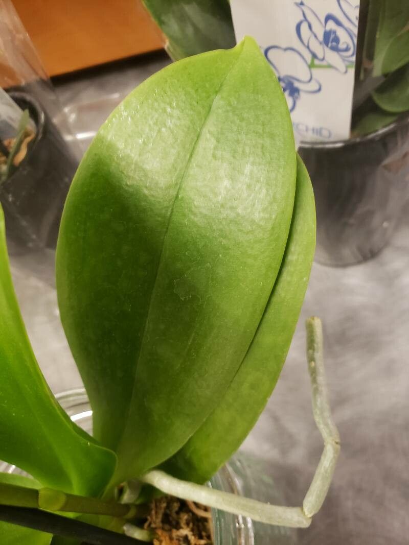 Vanda spp. — search result for 'Vanda'