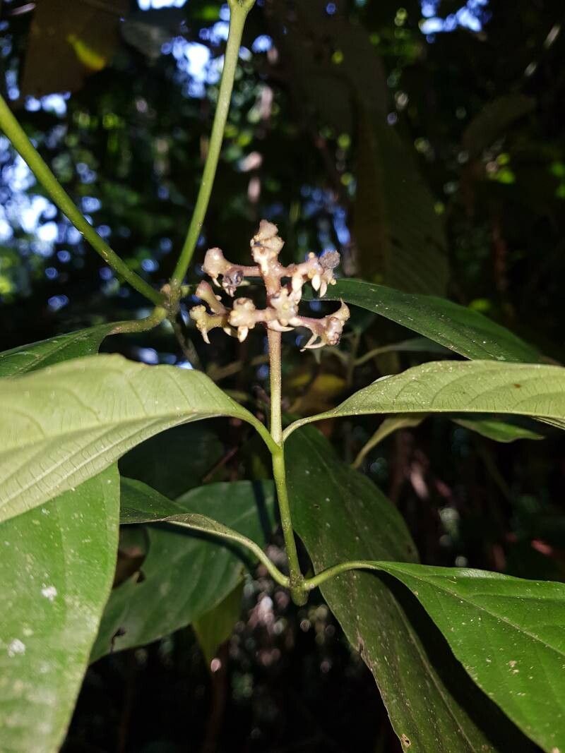 Palicourea winkleri flower