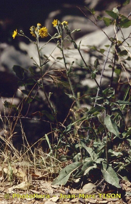 Hieracium rotgesianum habit