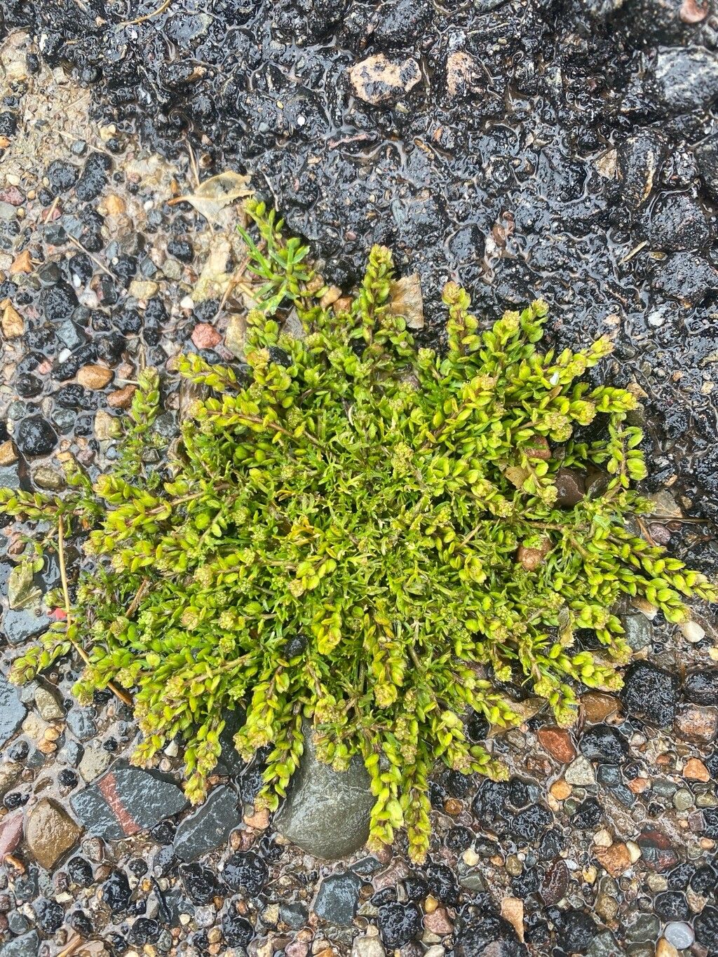 Lepidium depressum fruit