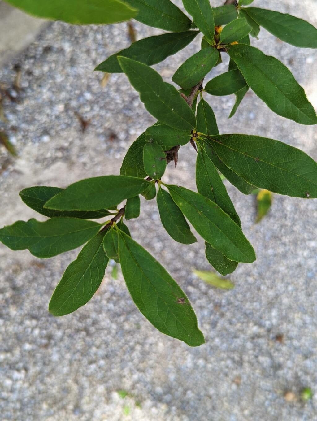 Chaenomeles cathayensis