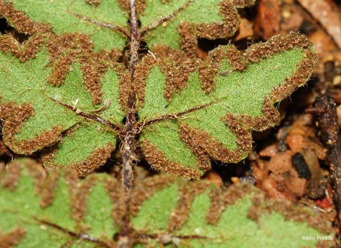 Cheilanthes nudiuscula leaf