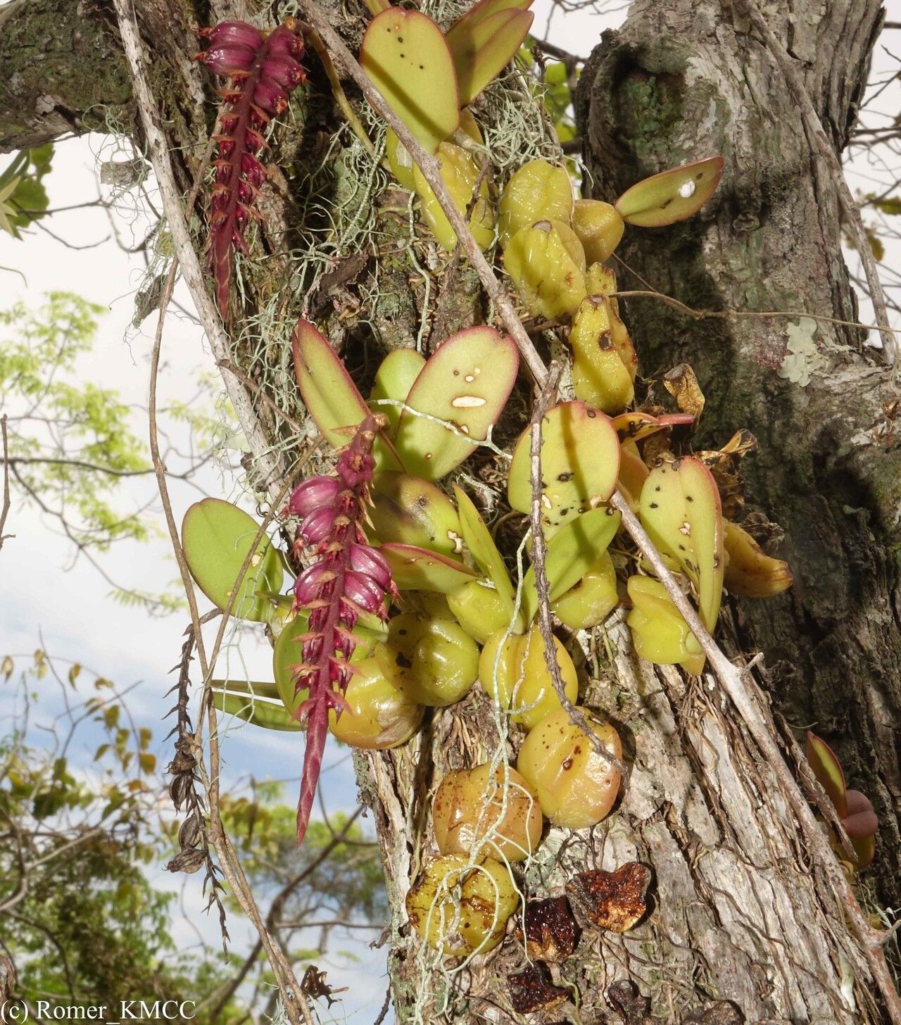 Bulbophyllum rubrum — houseplant care guide