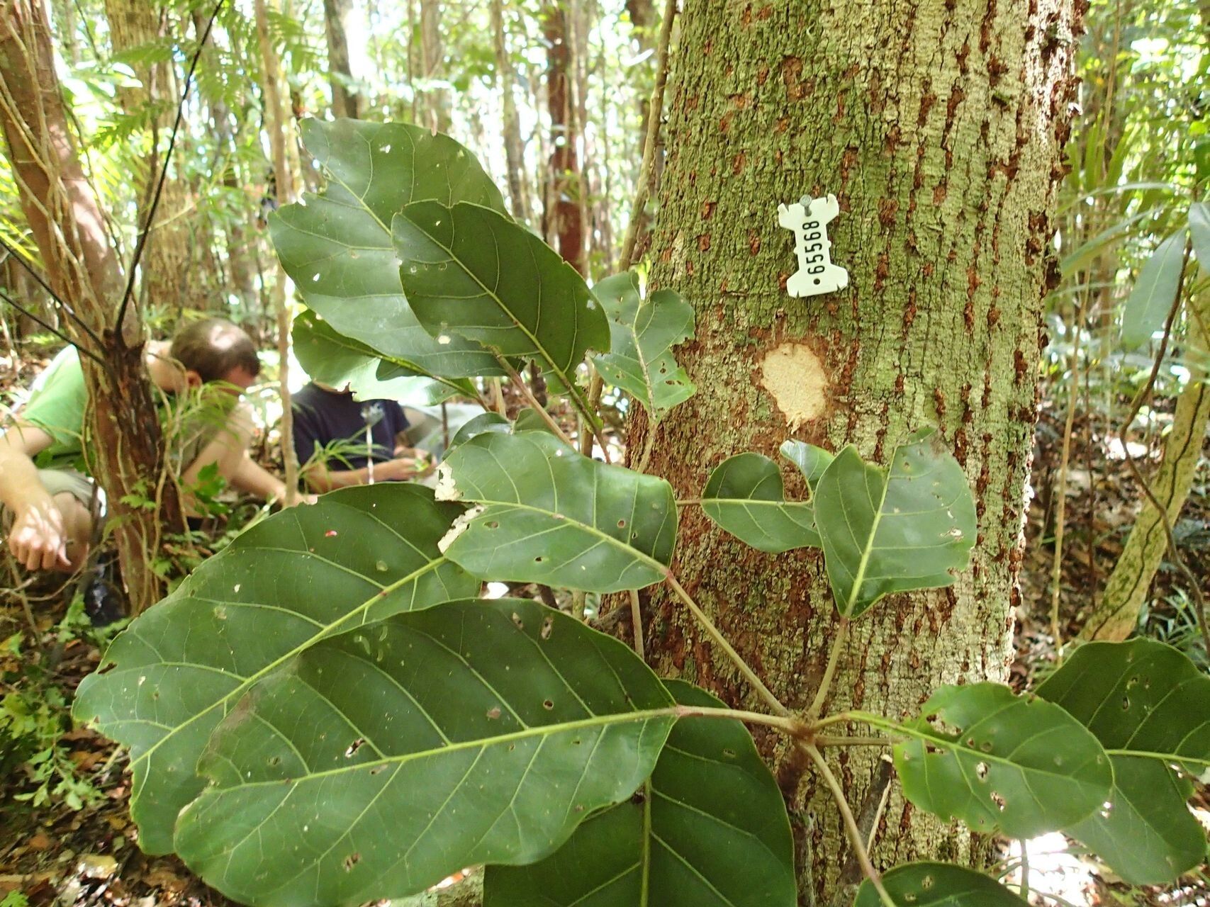 Sloanea raynaliana bark