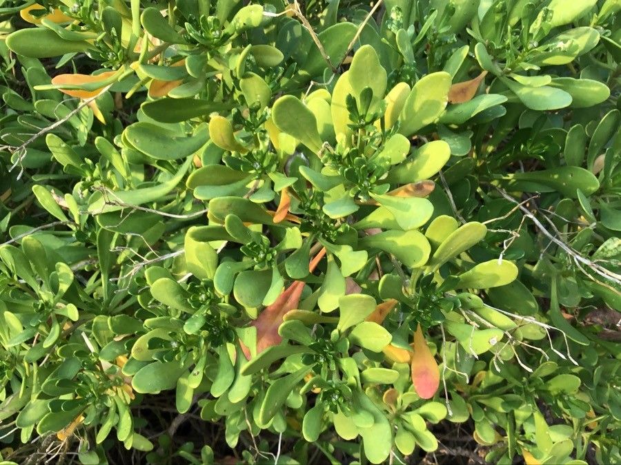 Iberis semperflorens leaf