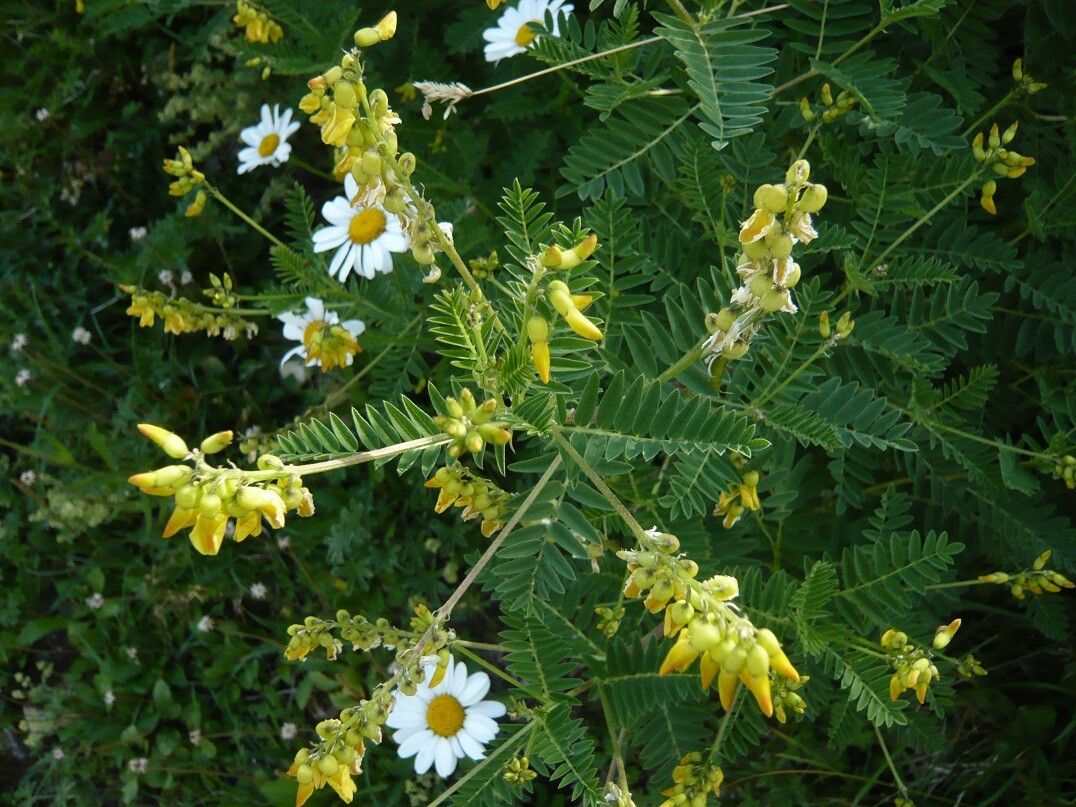 Astragalus penduliflorus flower