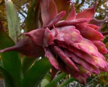 Tillandsia rudolfii flower