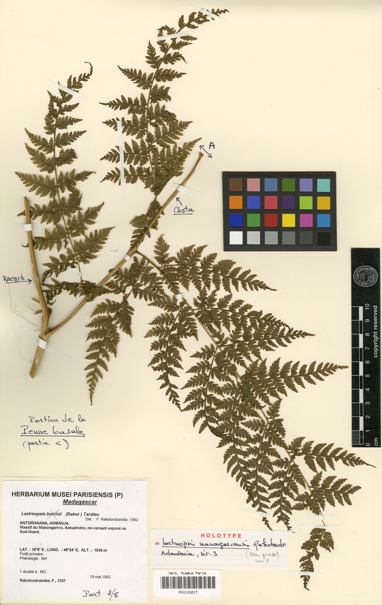 Parapolystichum manongarivense — houseplant care guide