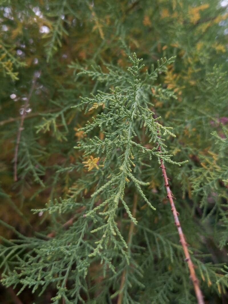 Tamarix ramosissima leaf