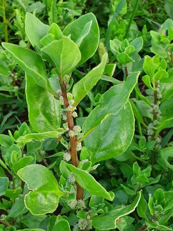 Tetragonia acanthocarpa leaf