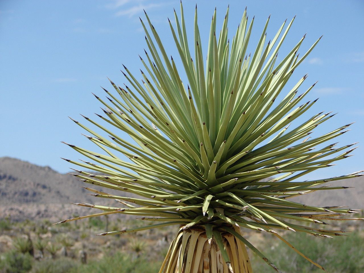Yucca schidigera leaf
