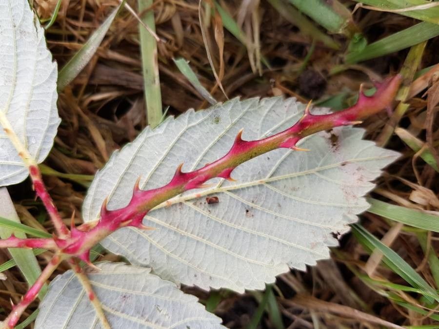 Rubus discolor — search result for 'Armenia'