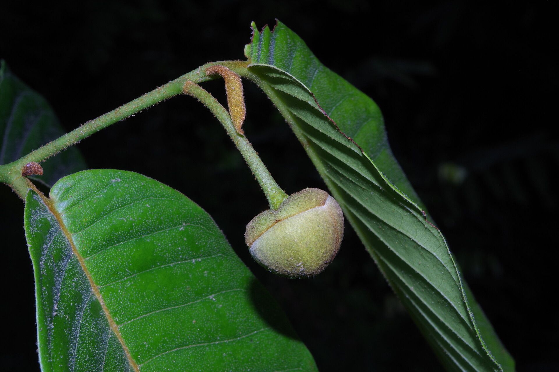 Uvaria muricata flower