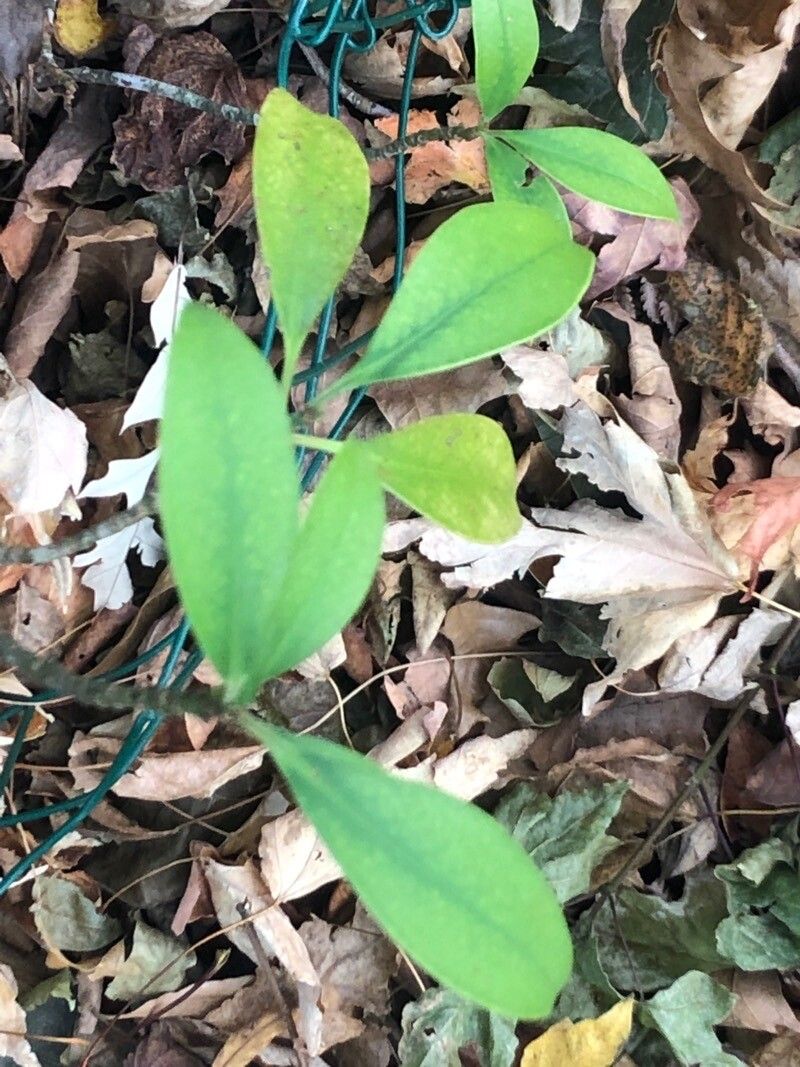 Agarista populifolia — houseplant care guide