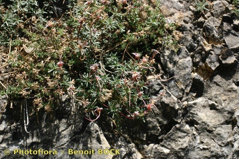 Viola cazorlensis habit