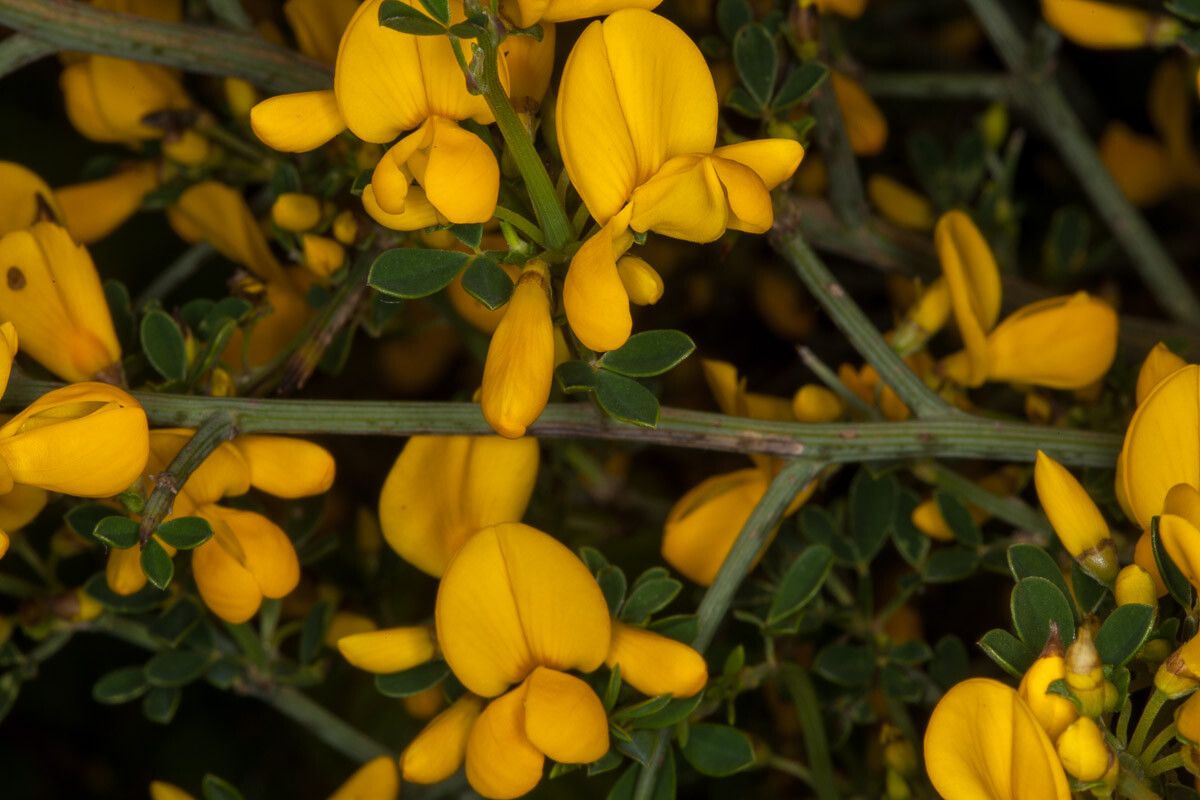 Calicotome villosa flower