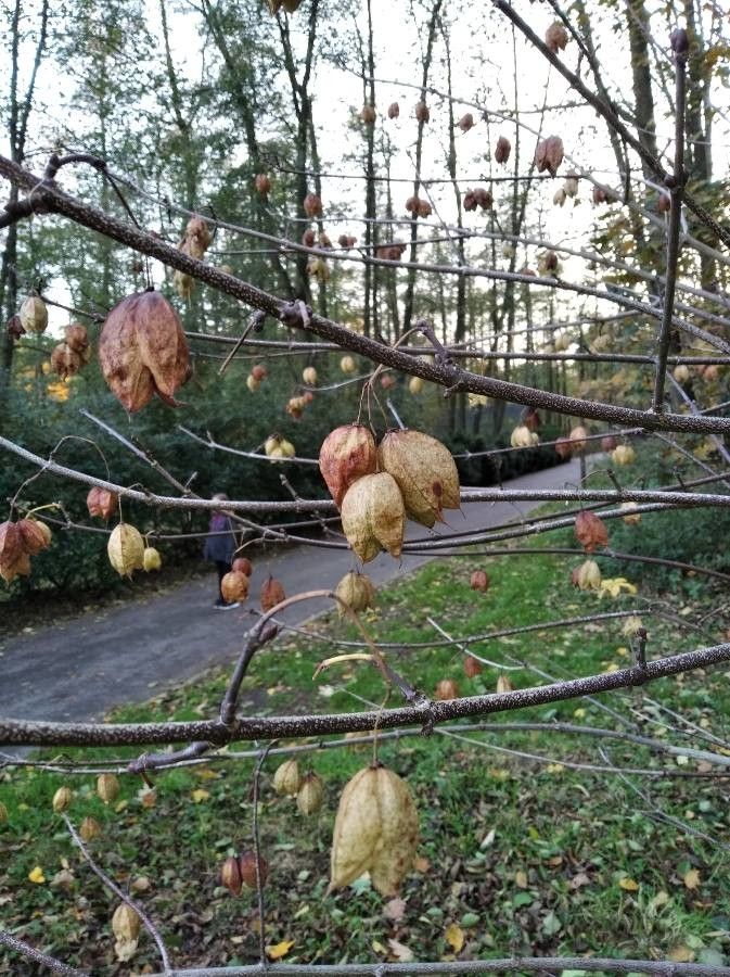 Staphylea trifolia fruit