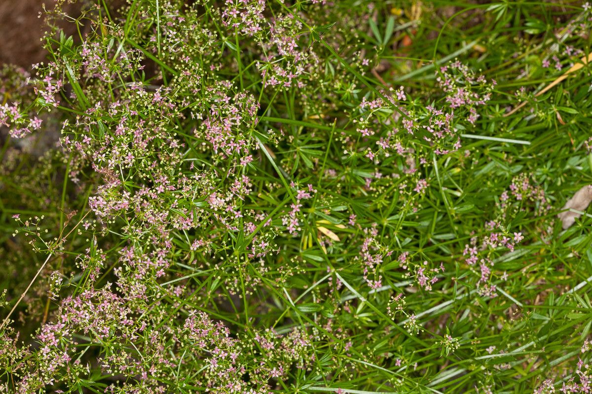 Galium rubrum — search result for 'Switzerland'