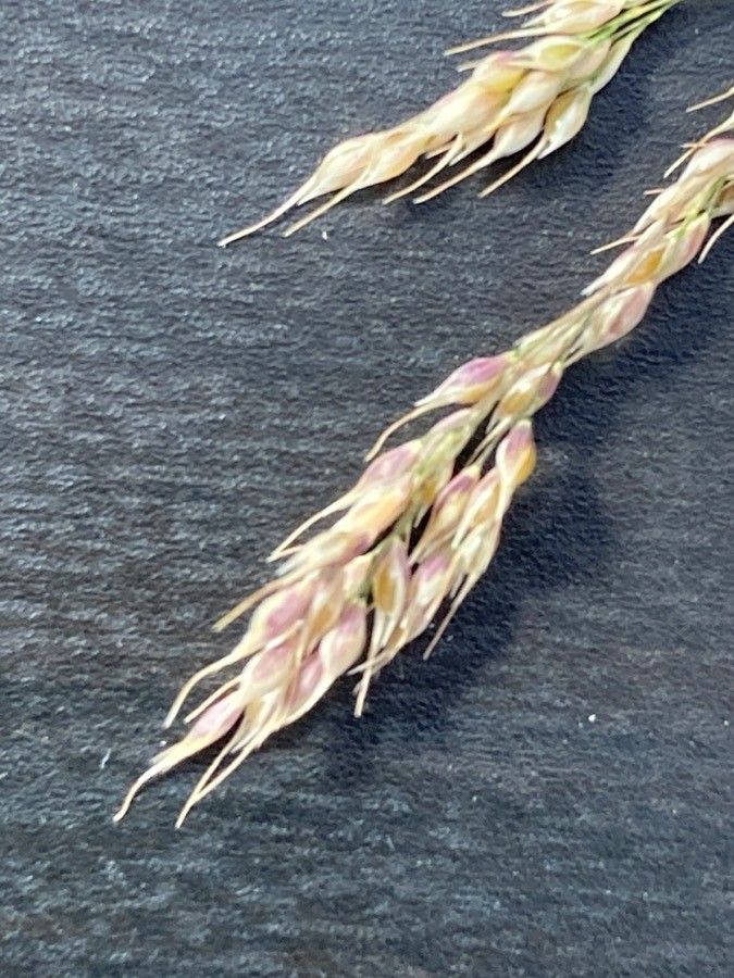 Piptatherum caerulescens fruit