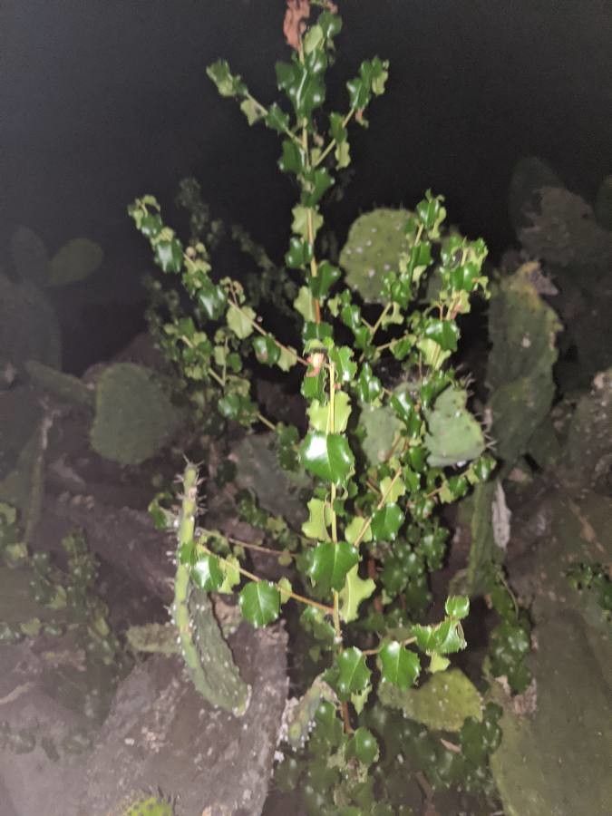 Quercus dumosa — search result for 'Fagaceae'