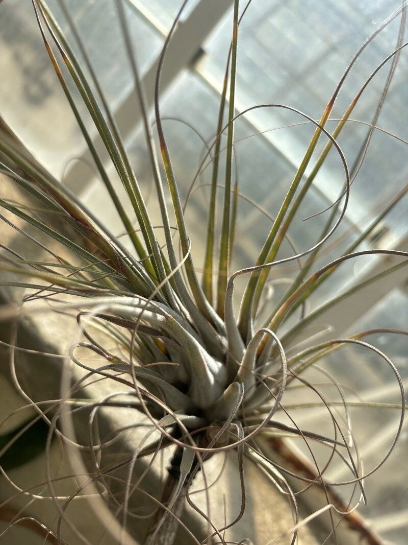 Tillandsia werdermannii — houseplant care guide