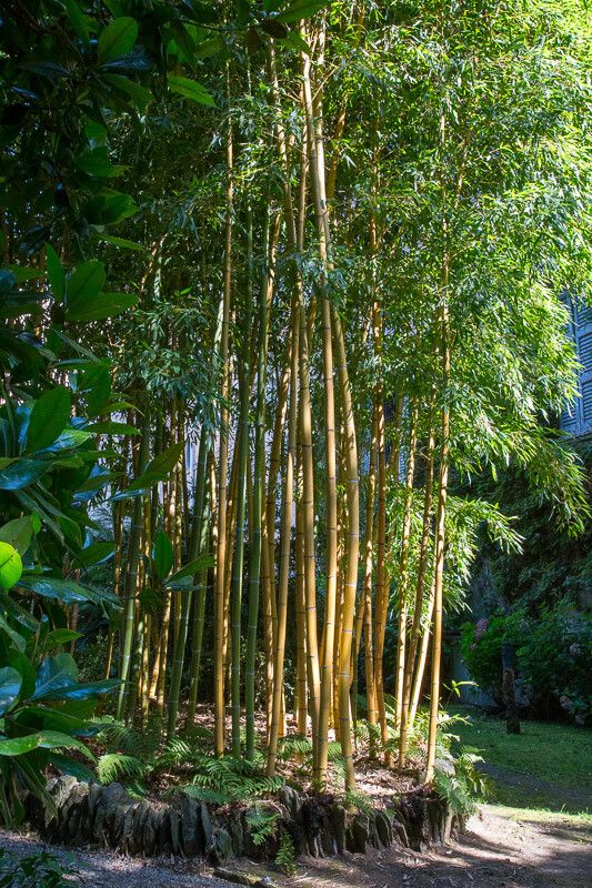 Phyllostachys aureosulcata leaf