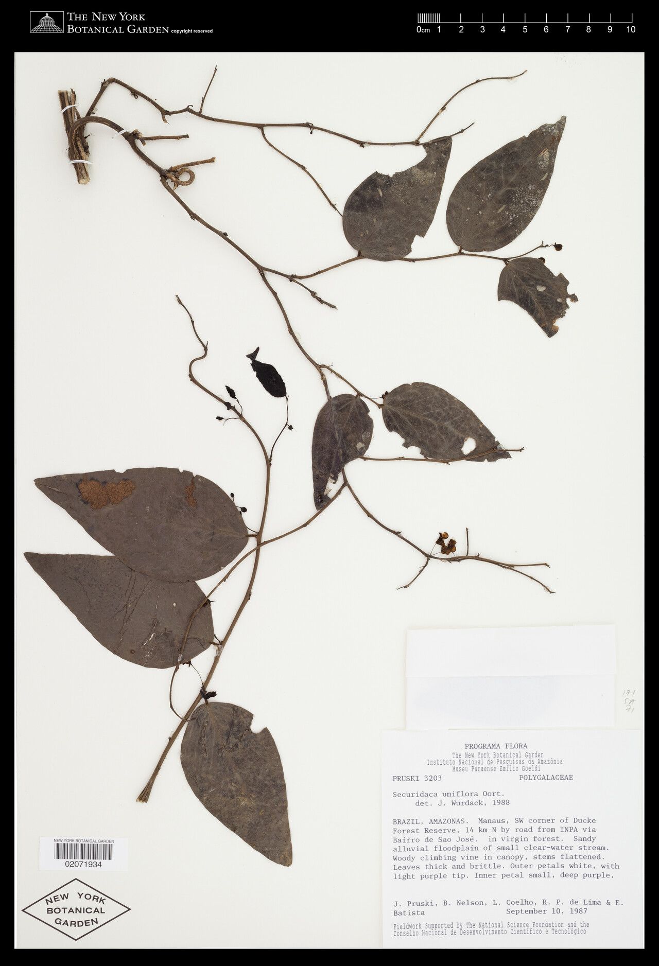 Securidaca uniflora — houseplant care guide