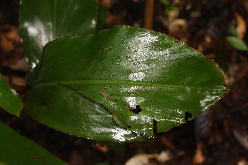 Renealmia guianensis leaf